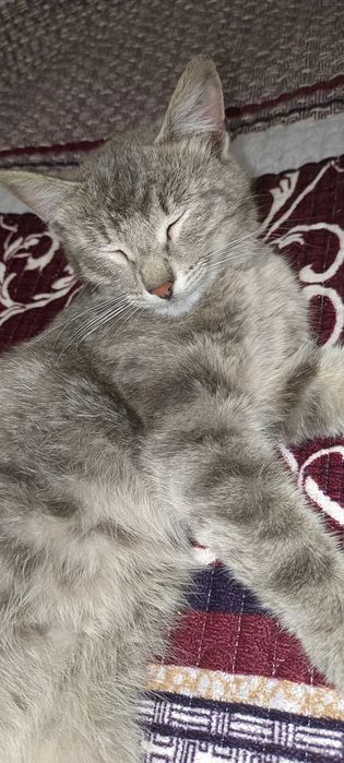 Отдам в хорошие руки кошку девочка