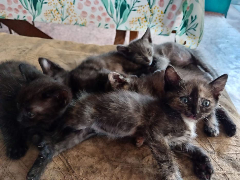 Отдам котят в самые добрые руки