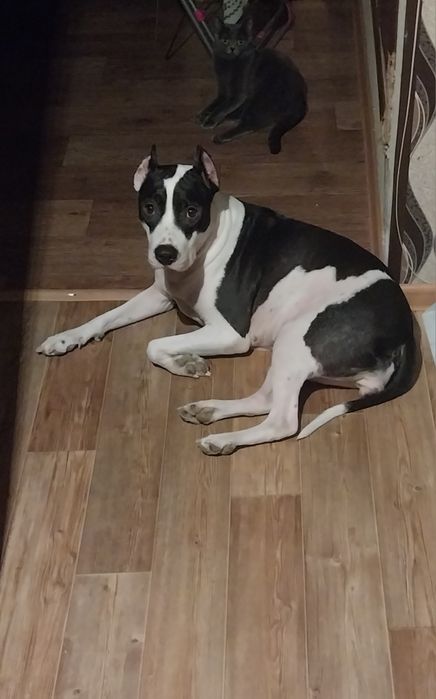 Стафард девочка ищет кобеля жениха