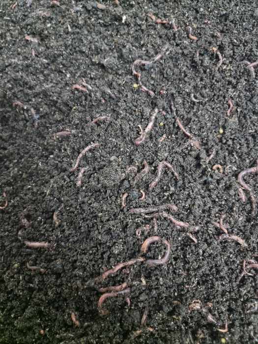 Червь Дендробене