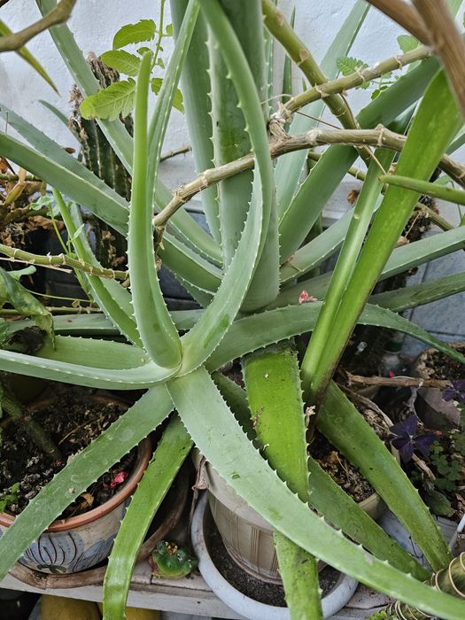 Лист алоэ, отросток