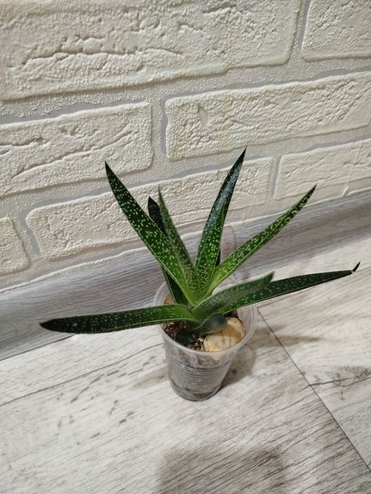 Продам суккуленты разных видов