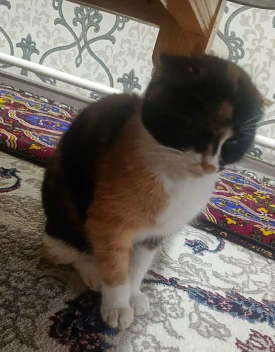 Скоттиш фолл породаси