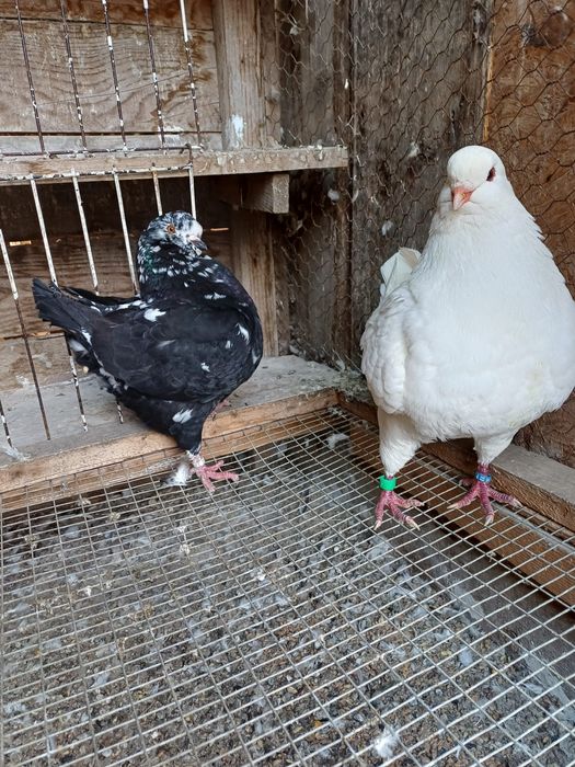 Porumbei king de vanzare