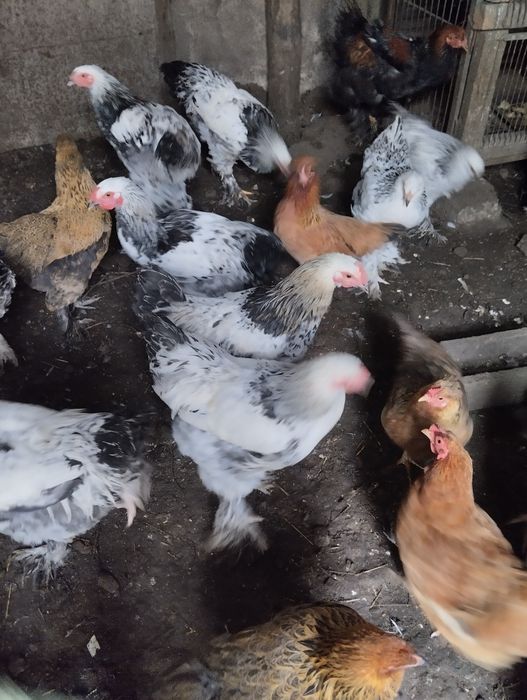 Продам петухов Брама