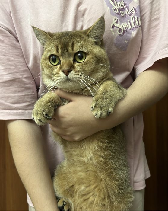 Кот на вязку! Британский чистокровный кот. Окрас: Золотая шиншилла