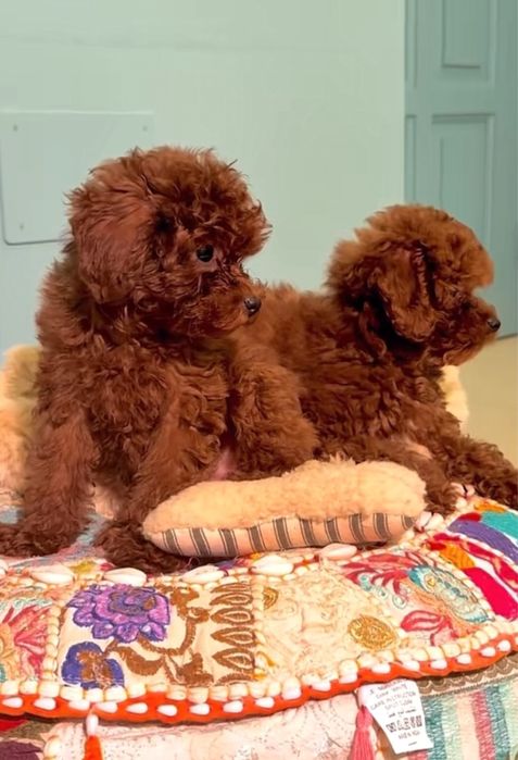 Той Пудел - Родословие