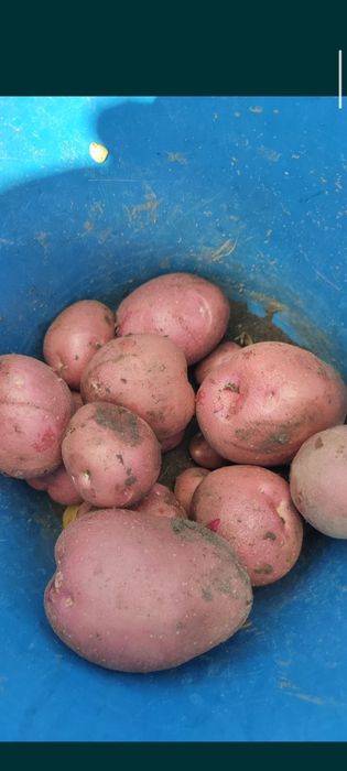 Продам домашную картошку