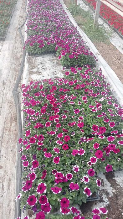 Петуня цветы рассады