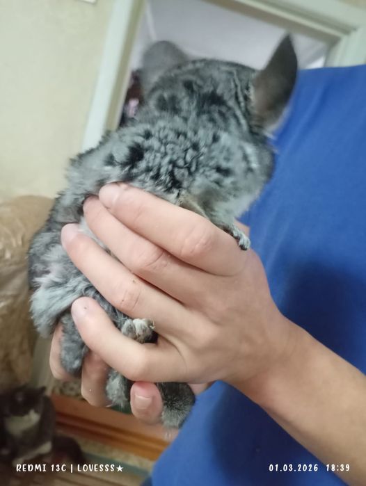 Продам шиншиллу.