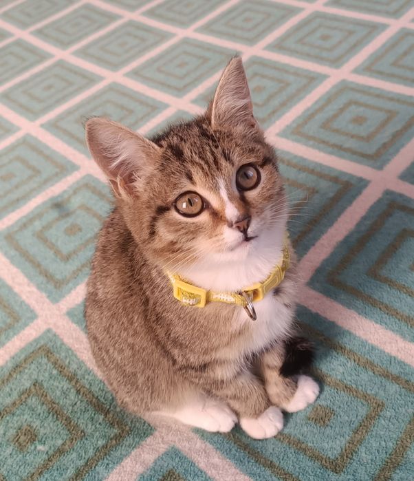 отдам котенка, девочка