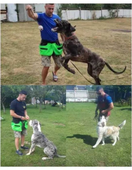 Dresaj canin Pitești | Dresaj disciplină + Pensiune canină | Dresor cu experiență
