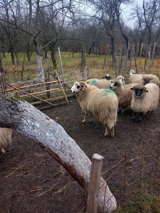 Vand  9 oi și un berbec