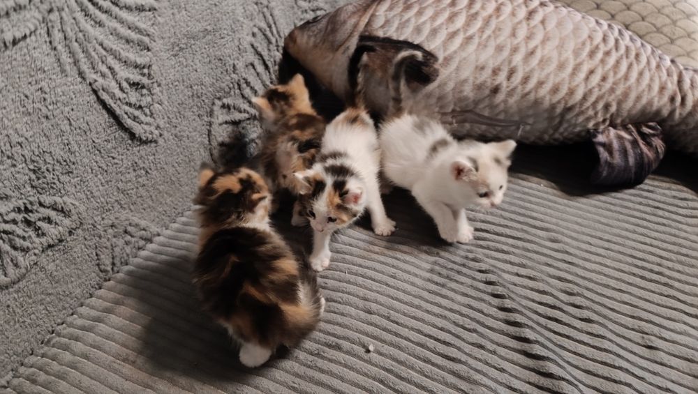Котята в добрые руки