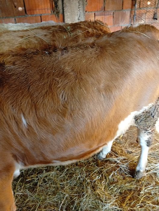 De vânzare o junincă