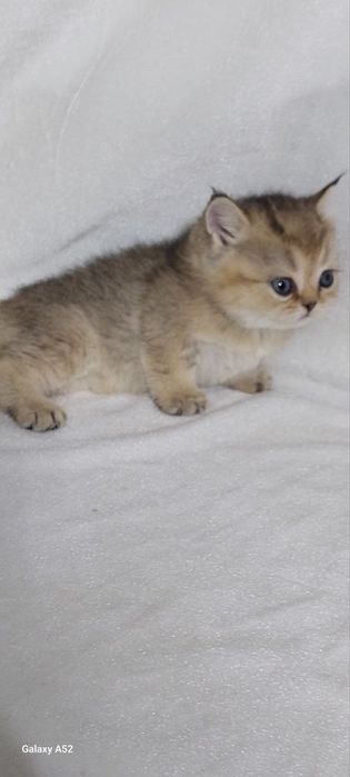 Кошки животные и