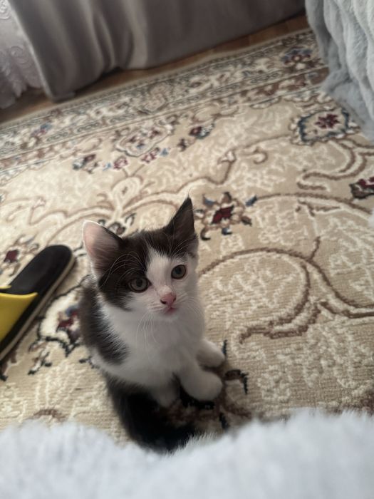 Отдам котенка в добрые руки