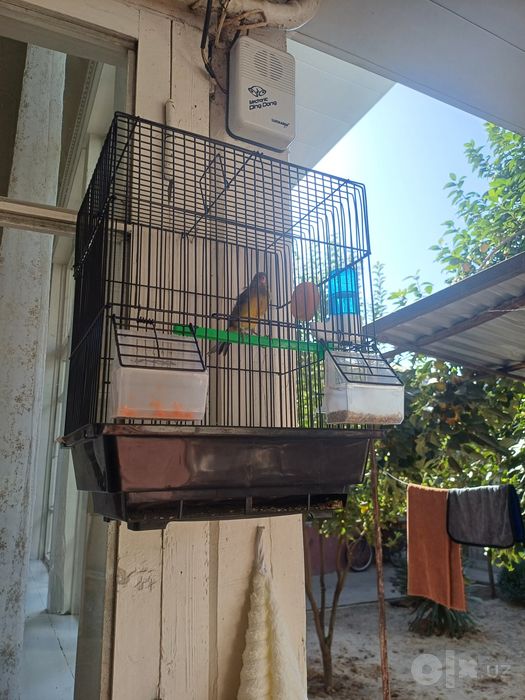 Kanareka sotiladi sayraqda