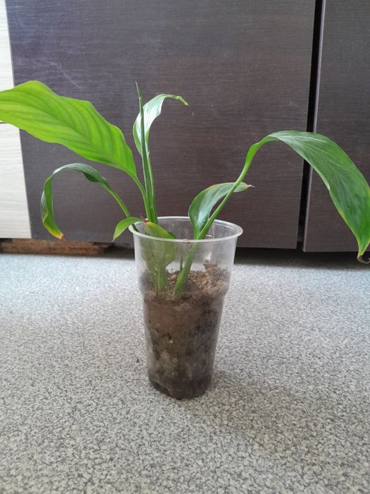 Продаются разные цветы