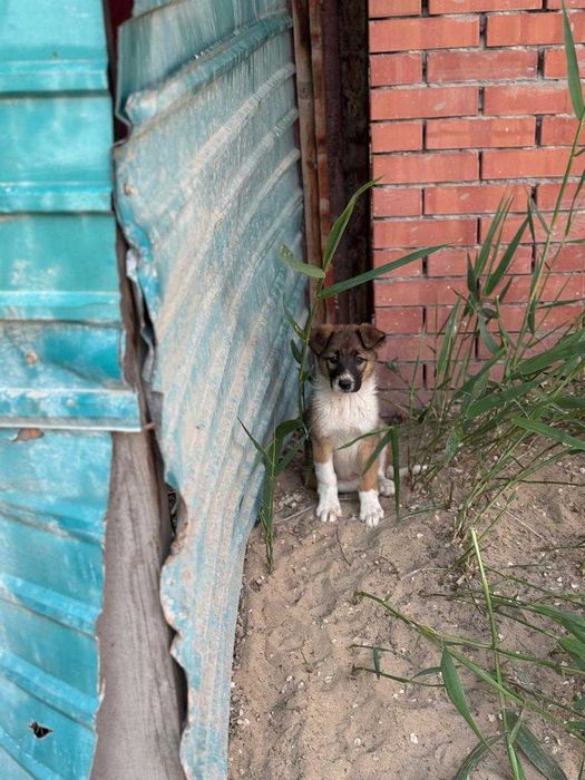 щенки бесплатно тегін