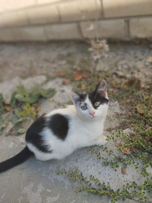 Отдам котят в добрые руки!