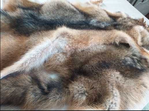 Piele de oaie - blana 100% naturala. - 60 ron bucata