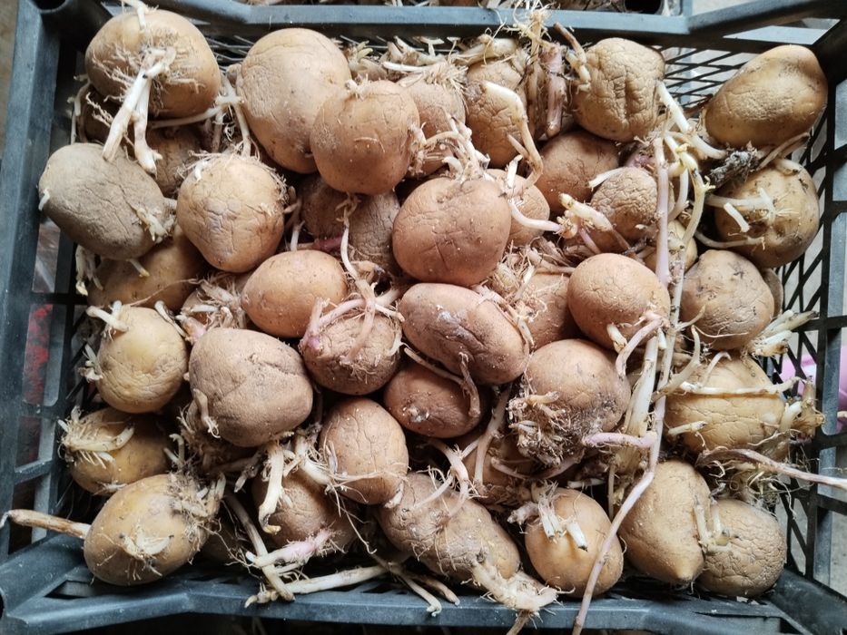 Картофель семенной и на еду