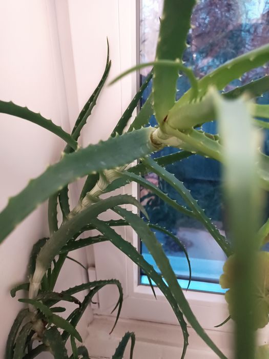 Продам цветок алоэ