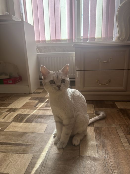 Аккуратная и бережная стрижка кошек