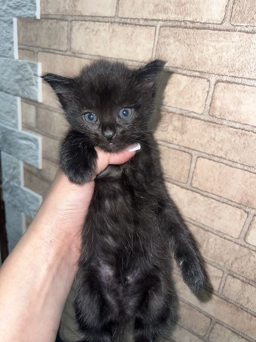 Котята смесь британцы !