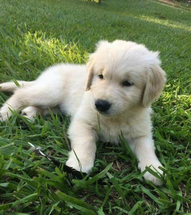 Golden retriever femelă disponibilă