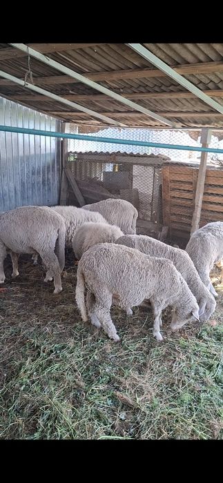 Oi tinere  de vânzare.