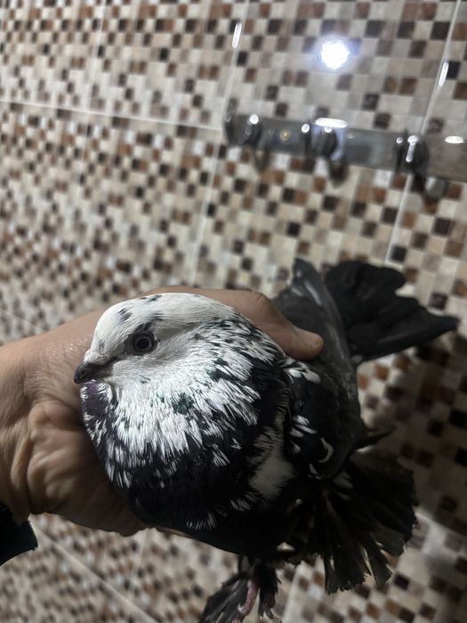 Голуби гульсар самец