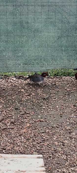 Rate exotice păsări