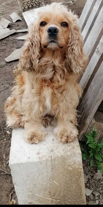 Американски кокер шпаньол