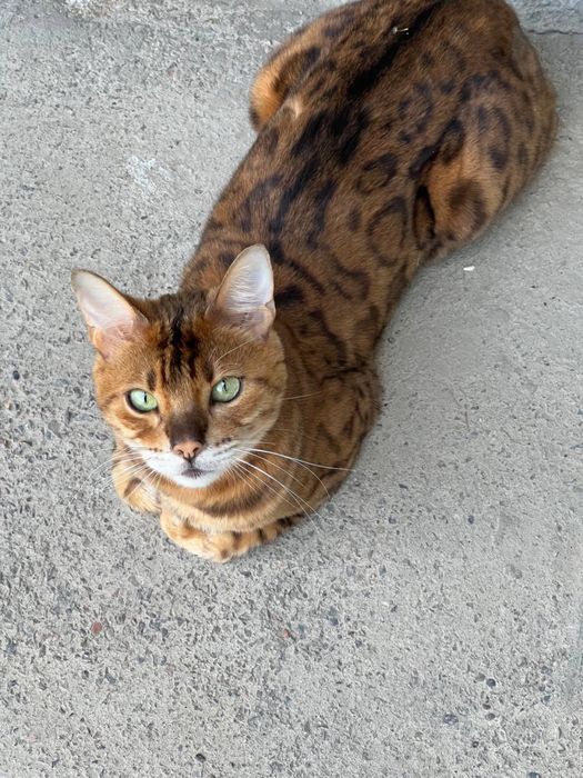 Бенгальский кошка
