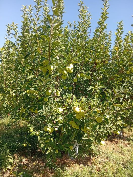 Яблоневый сад - готовый бизнес