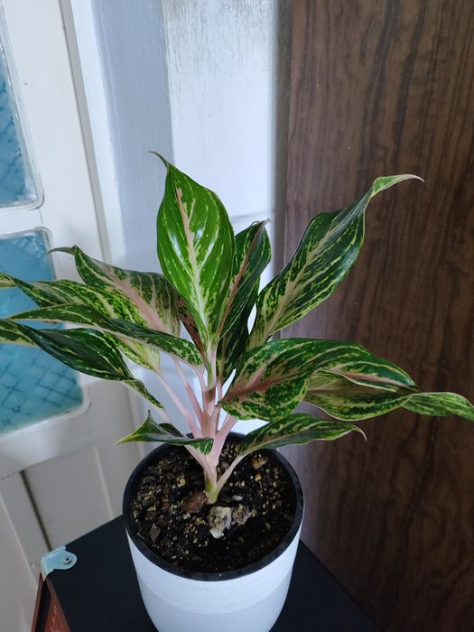 Продам домашние цветы