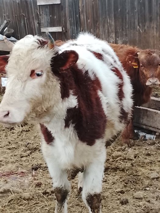 Продается тёлочка откорм