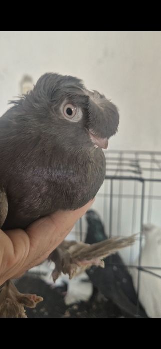 Продам голубей на игру