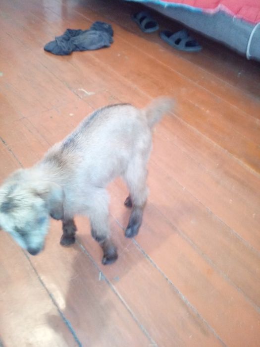 Продам козлёнка..