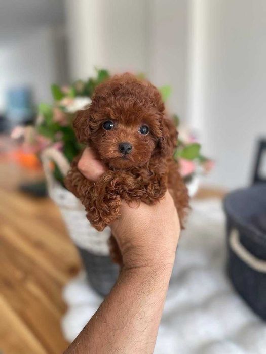 Vand baietel Pudel-Poodle Toy, roscat, 8 saptamani