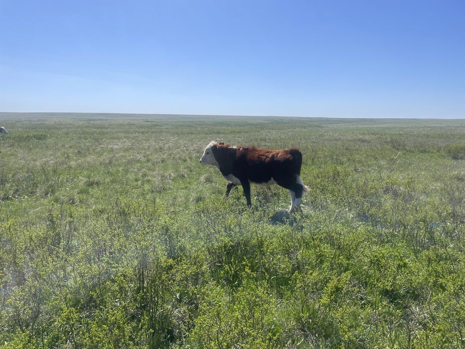 Продаются годовалые бычки