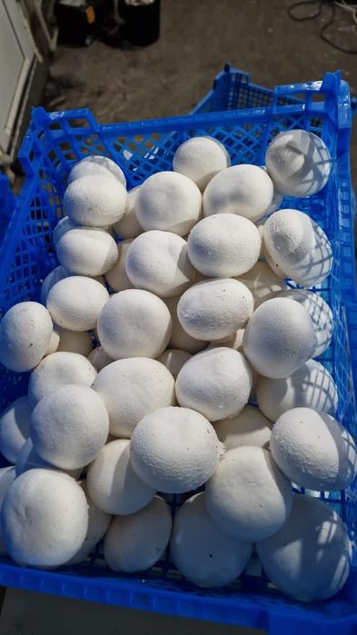 Грибы шампиньоны