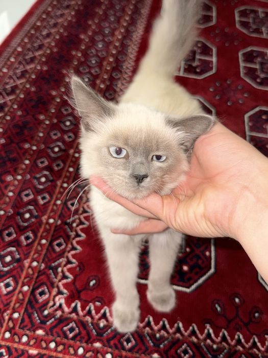 Продам кошку,тайская кошка