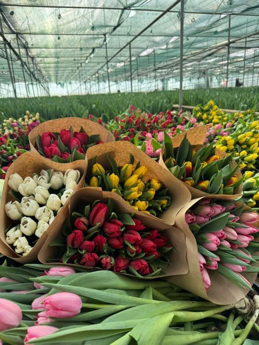 Предзаказ тюльпанов к 8 марта