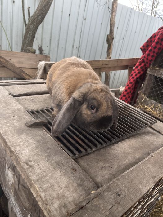 Iepuroi berbec german se poate si schimb