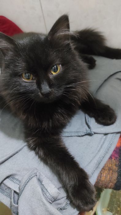 Отдаем кошечку,в добрые руки.