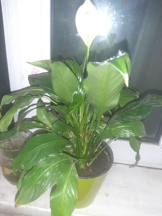 Цветок женское счастье