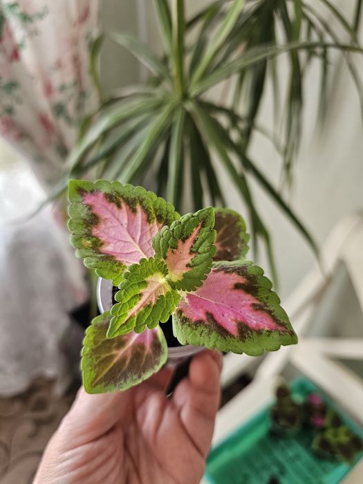 Цветы колеус от 500 тг